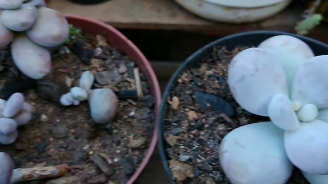 Diferença entre o Sedum Cragii e o Pachyphytum Oviferum. смотреть онлайн