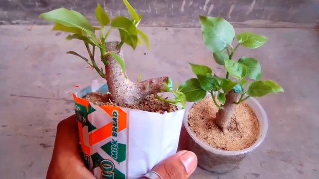 ficus rumphii cutting grow at your home detail information in Hindi смотреть онлайн