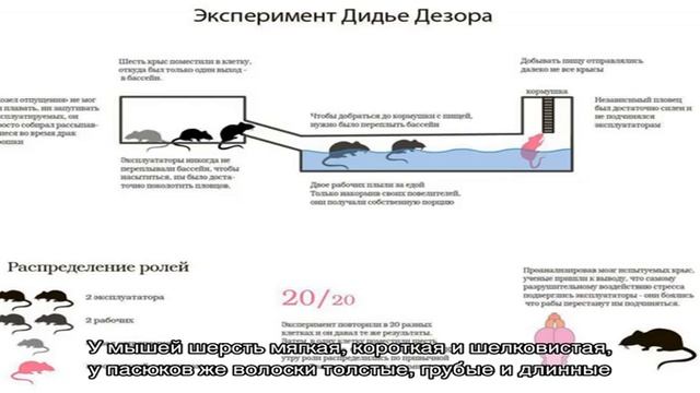 Кто завелся в доме: мышь или крыса? смотреть онлайн