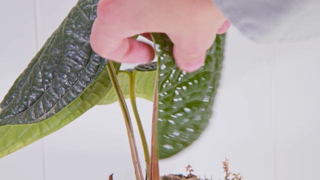 Ecuagenera Import 1 Month UPDATE смотреть онлайн