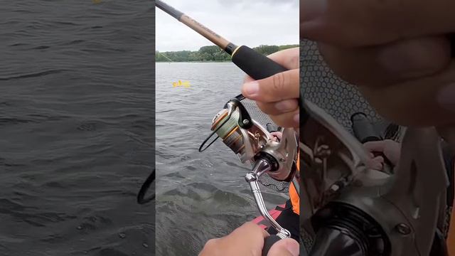 Трофейный сом на джиг смотреть онлайн