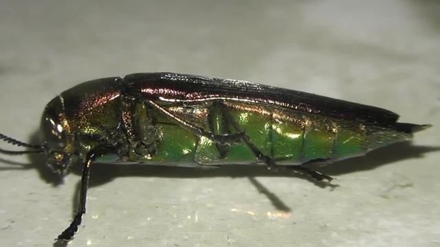 ИНСЕКТАРИЙ: 34. Златка Золотистая (Eurythyrea aurata) смотреть онлайн