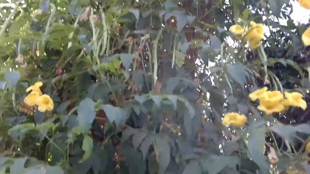 Tecoma Mayan Gold: Rare, unusual exotic hardy seeds for the garden, greenhouse & conservatory смотреть онлайн