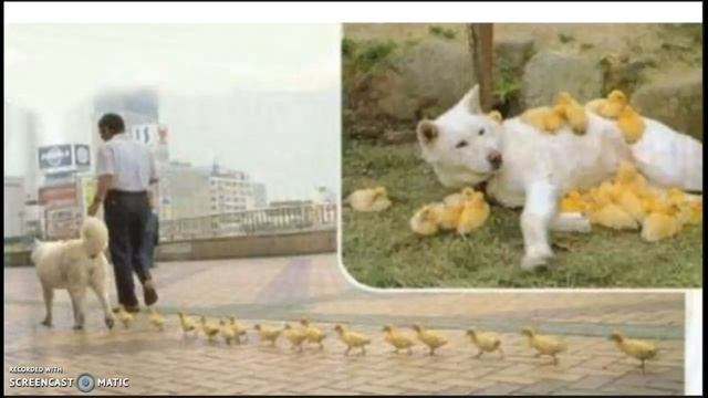 8 класс Особенности поведения человека смотреть онлайн