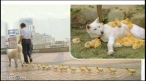 8 класс Особенности поведения человека