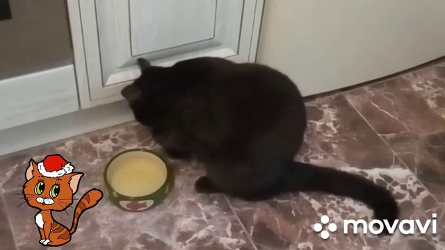 Как Мурррка моет лапки и пьёт водичку.. 😉🐈🐱Смотреть до конца! 😉🙌 смотреть онлайн