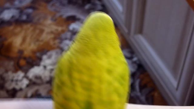 РУЧНОЙ ВОЛНИСТЫЙ ПОПУГАЙ//САМЫЙ РУЧНОЙ ПОПУГАЙЧИК ТОША//зеленый попугайчик TV смотреть онлайн