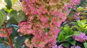 Гортензия Диамантино -изменение цвета за сезон ?????