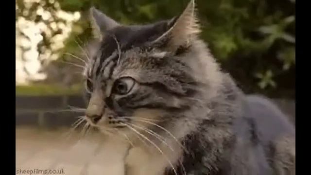 Странный кот смотреть онлайн