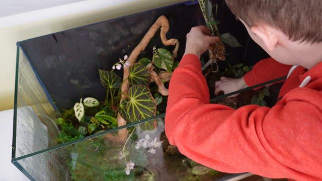 Pora ogarnąć w końcu te rośliny | Terrarium | Begonie смотреть онлайн