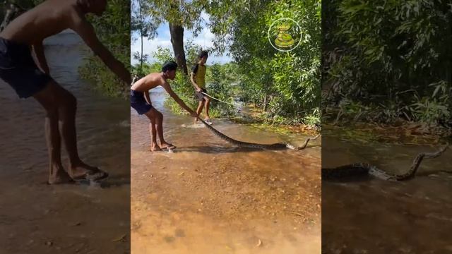 Snake TV - Poor Boy Found Big Python Snake In The Water смотреть онлайн