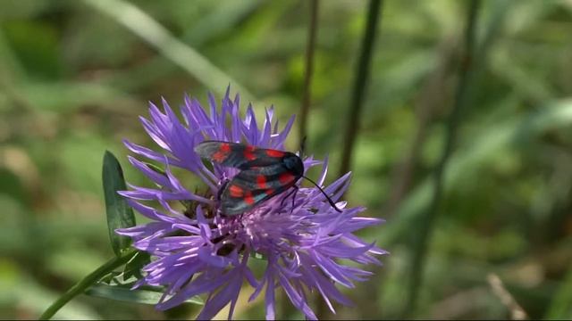 Zygaena filipendulae & bees смотреть онлайн