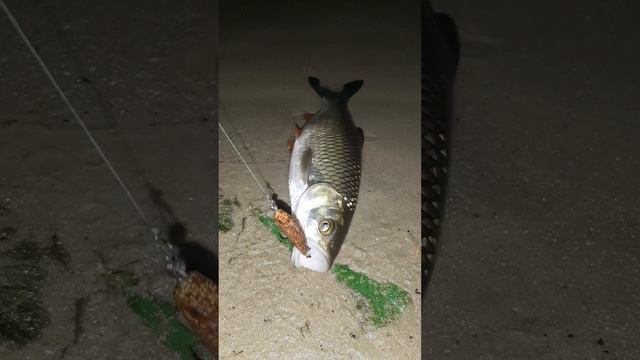 Ночной голавль на Akara Stud 45S смотреть онлайн