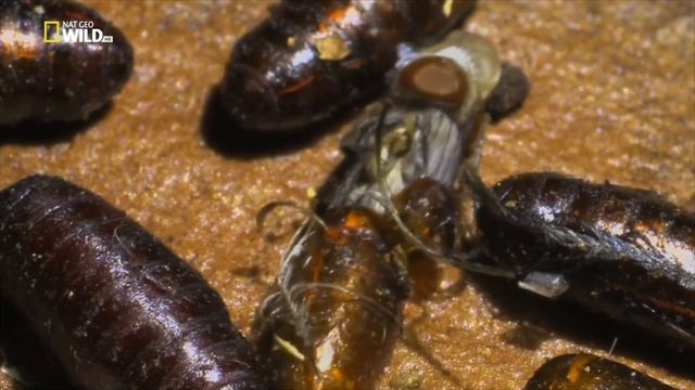 ДИКОЕ МЕНЮ 4 - Очень несвежее мясо. FullHD смотреть онлайн