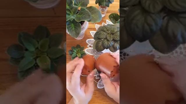 Фитильный полив:полное руководство