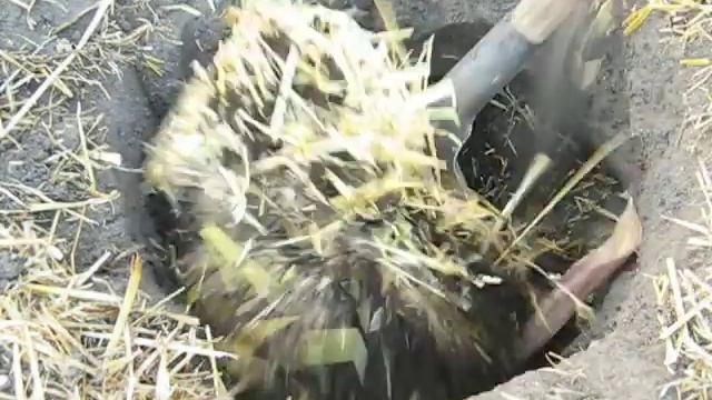 Подготовка ям под посадку саженцев  деревьев