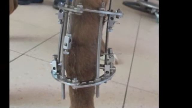 Перелом на передней лапе у собаки.