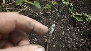 КАК ОСТАНОВИТЬ ПЛАЧЬ ВИНОГРАДА.