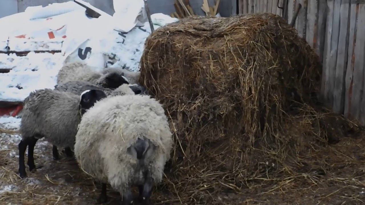 Как поедается сенаж!кто его ест!декабрь 2020! смотреть онлайн