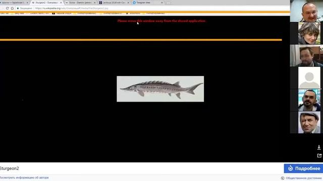 Почему осетр некошерный и запрещен в еду еврею? Что не так с угрем и сомом? Недельная глава Шмини