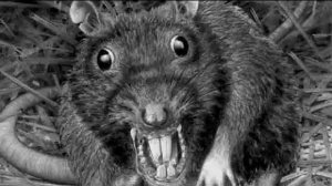 Писк испуганной крысы. Крысоотпугиватель.