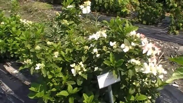 Die Hydrangeasy Darts Little Dot смотреть онлайн