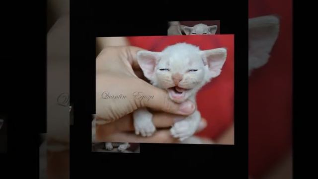 ДЕВОН РЕКС 23.04. 2017 смотреть онлайн