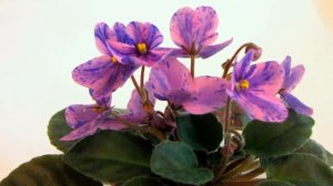 Химеры  Что это такое  Как ПРАВИЛЬНО купить фиалку химеру