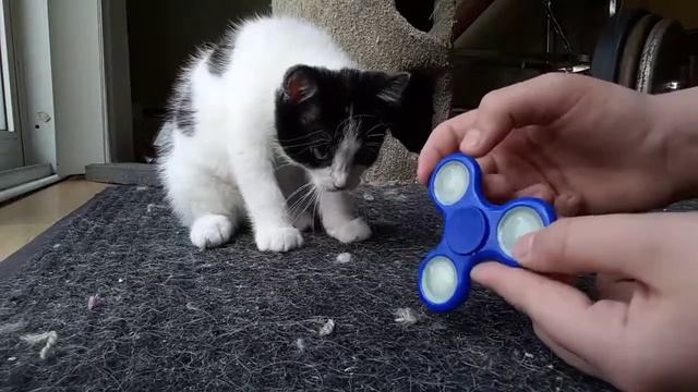 Cats React To: Fidget Spinners!? (EP2) смотреть онлайн