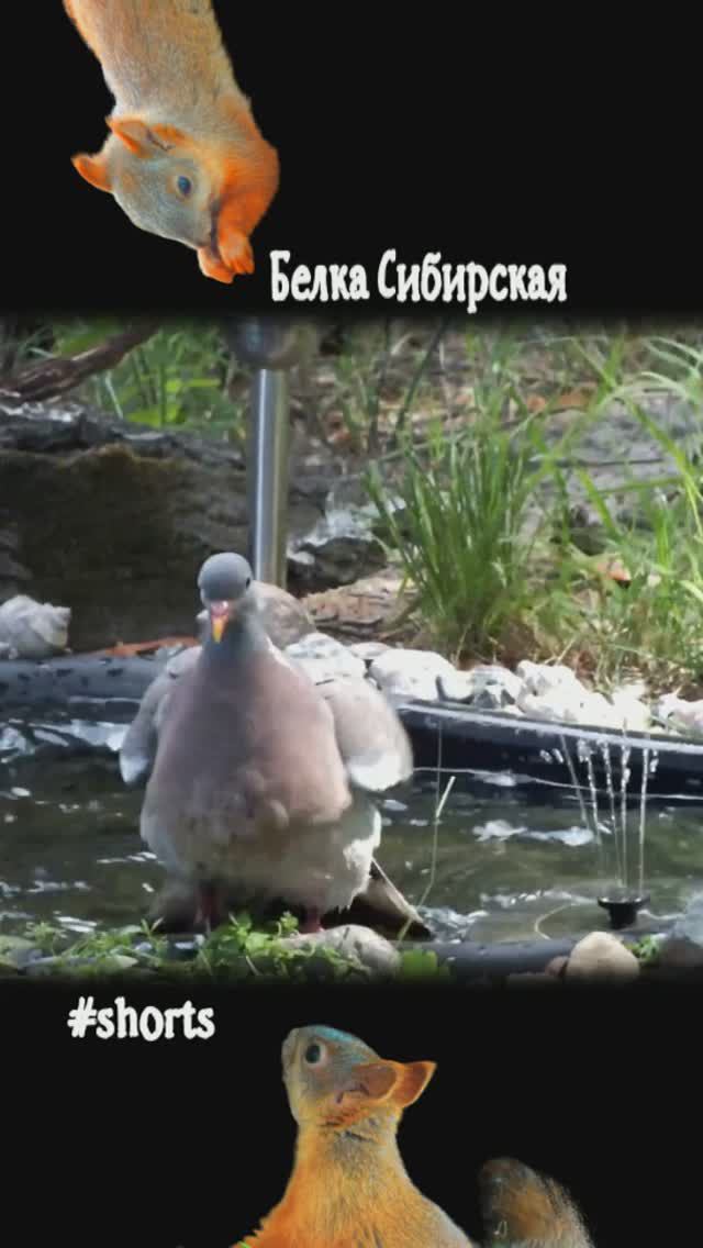 Вяхирь искупался в пруду