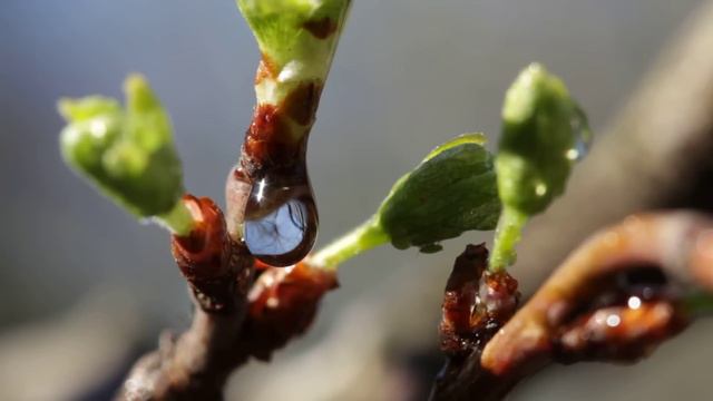 Весна spring Free Stock Video 73 смотреть онлайн