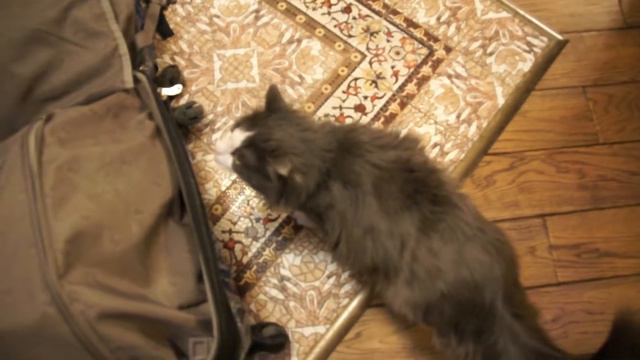 Тапки 2 смотреть онлайн