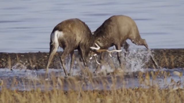 Олень. Благородный убийца. смотреть онлайн