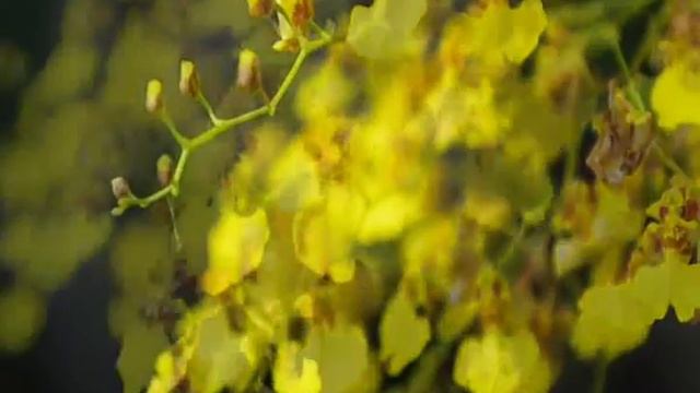 Gomesa flexuosa .wmv смотреть онлайн