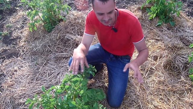 Обработка картофеля от колорадского жука смотреть онлайн