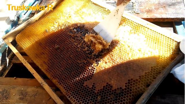 Куда и когда я деваю прошлогодний запечатанный мёд весной. Всё на пользу пчёл!!! смотреть онлайн