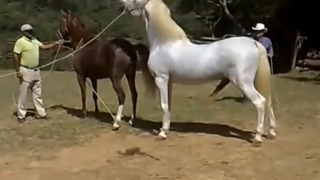 Креольский конь и картезианская лошадь смотреть онлайн