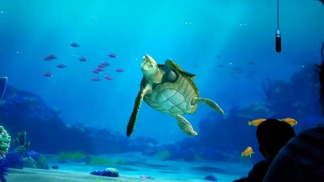 Question stuns Crush the Sea Turtle. **Must Watch смотреть онлайн