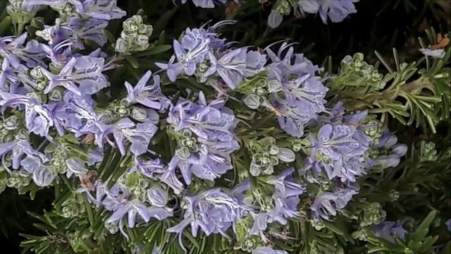 Годовщина свадьбы - 43 года смотреть онлайн