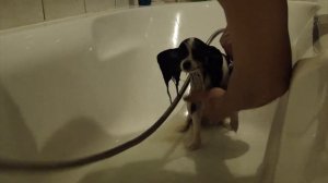 Купание папильона