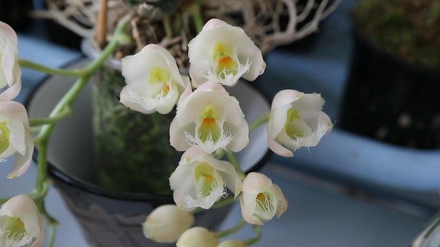 Clowesia Jumbo Grace 'Jumbo Orchids' смотреть онлайн