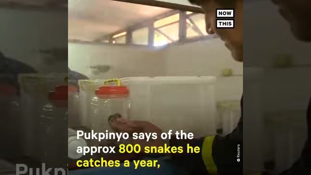 Watch this fireman catch a python with his bare hands ? смотреть онлайн