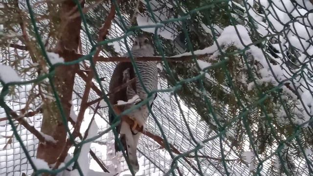 Сокол. Северный зоопарк смотреть онлайн