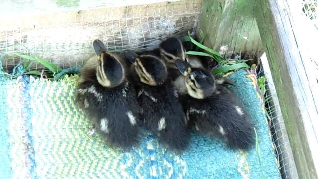 #утки#ducks Утята серой утки , 10 день смотреть онлайн