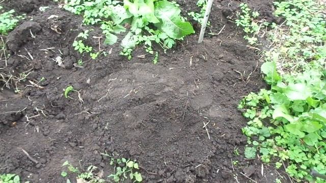 Укрытие молодого винограда Осенью смотреть онлайн