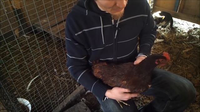 Как выбрать кур несушек и узнать, несётся ли курица.