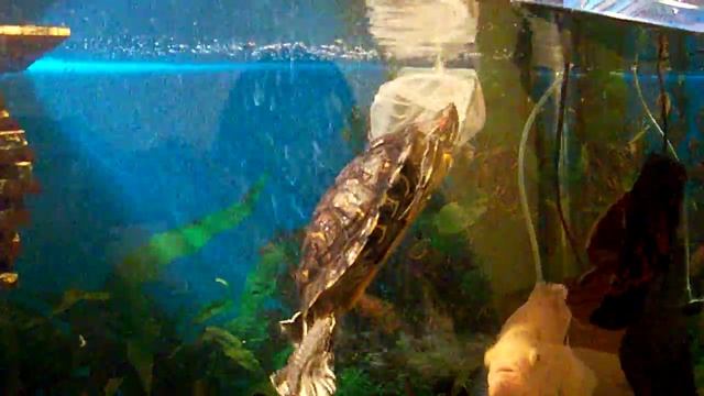 Кормление астриков гупешками... смотреть онлайн