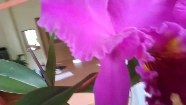 Полный роспуск Blc.King Of Taiwan (Blc. Bryce Canyon X Blc. Purple Ruby)