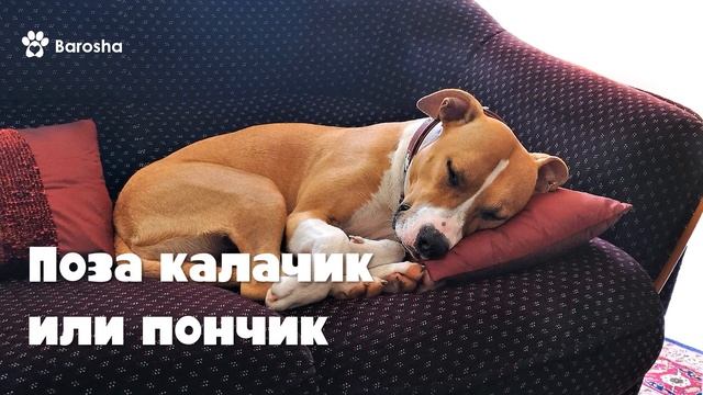 Как спит твоя собака смотреть онлайн