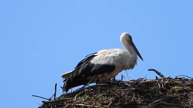 6.07.20 АИСТ НА ГНЕЗДЕ смотреть онлайн